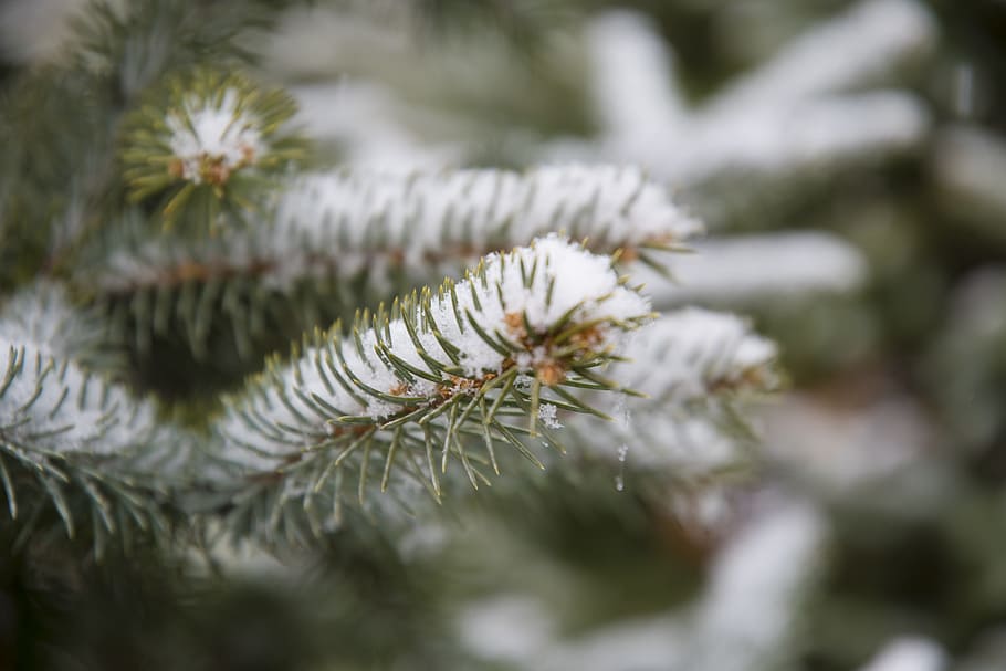 Selective Focus Photographed of Green Leaf Plant With Snows, blur HD wallpaper