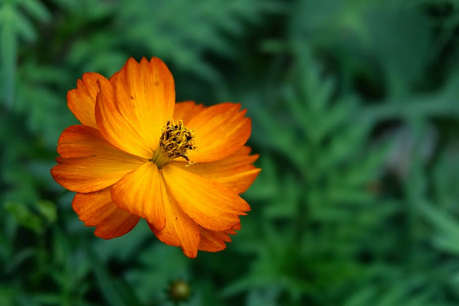 HD wallpaper: Flower, Chrysanthemum, Edible, Shungiku, garden, petal ...