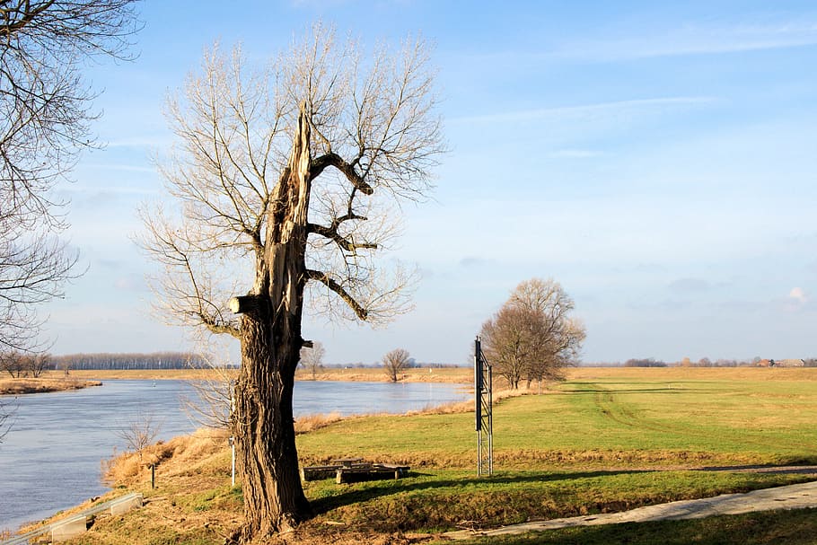 Tree, River, Landscape, Old, old tree, elbaue, burst, elbufer HD wallpaper