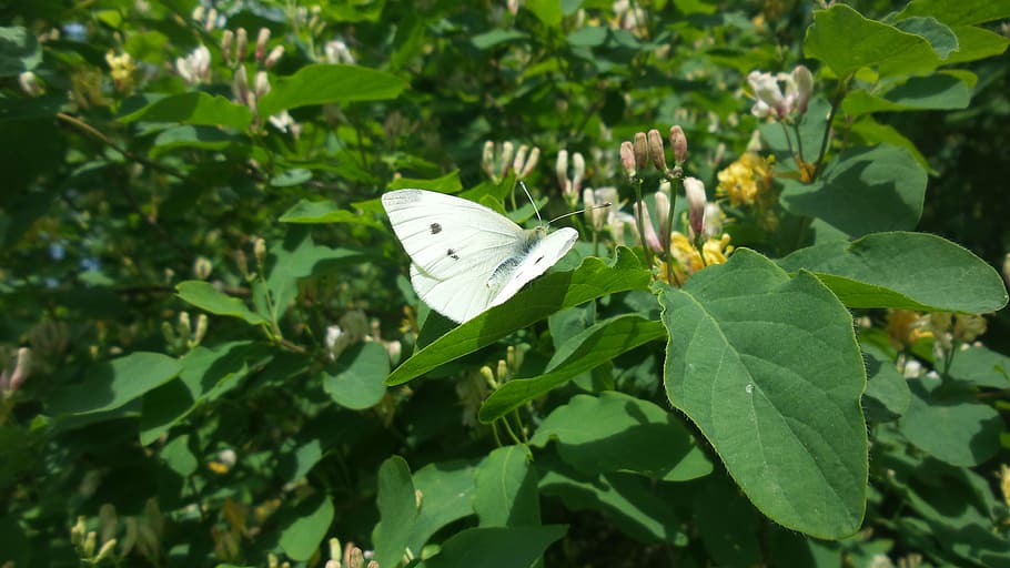 white, butterfly, spring, bush, leaf, plant part, green color, HD wallpaper