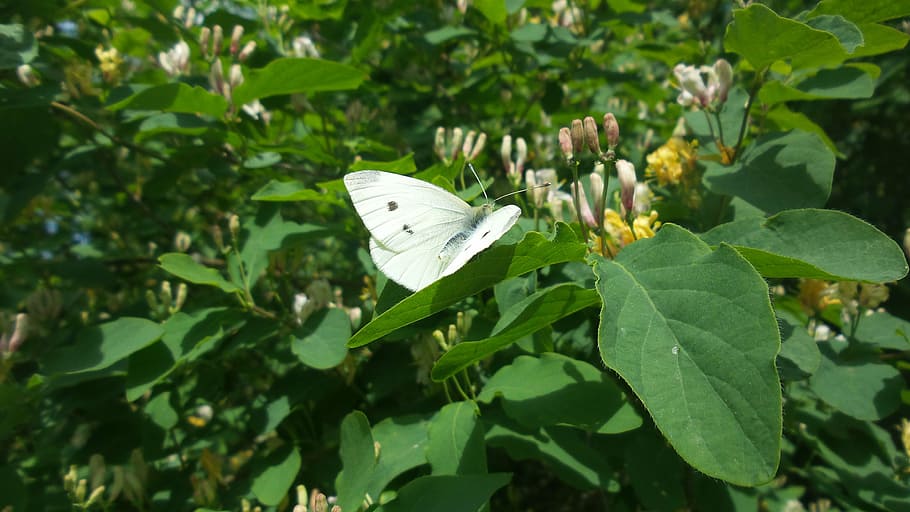 white, butterfly, spring, bush, leaf, plant part, green color HD wallpaper