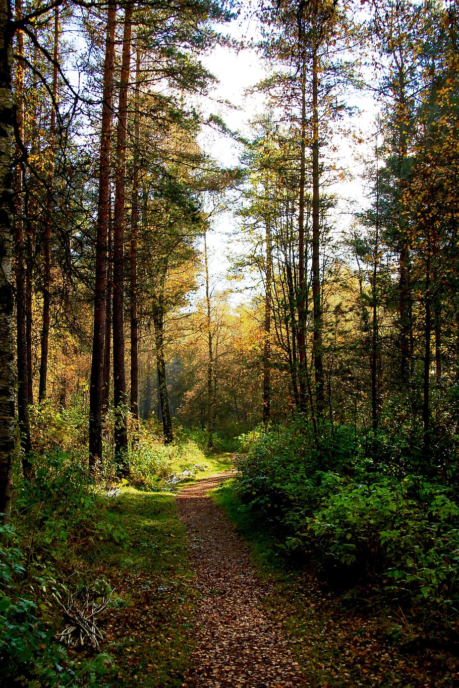 Forest, Fall, Colorful, Road, autumn, leaf, park, nature, tree HD wallpaper