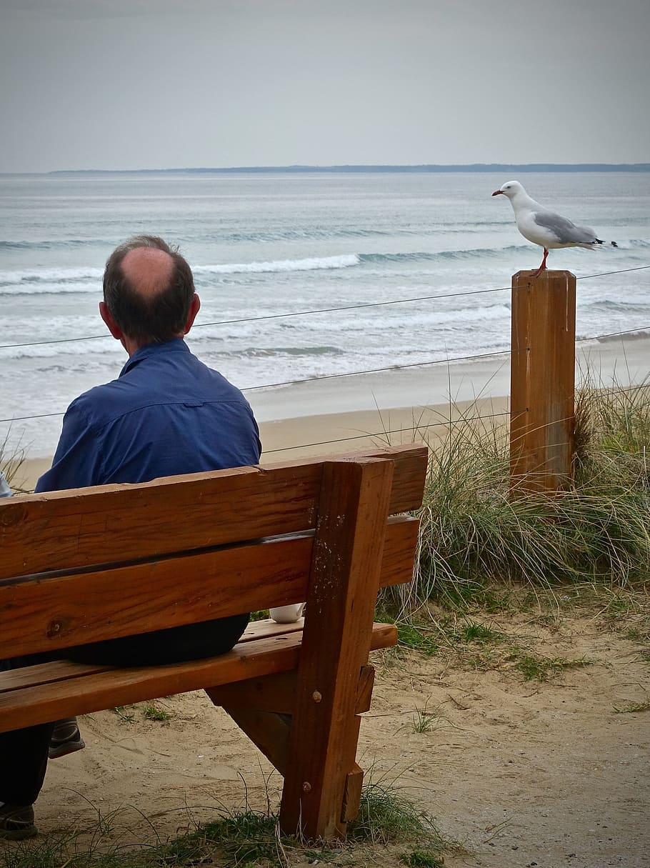 lonely-seagull-sea-tranquil.jpg