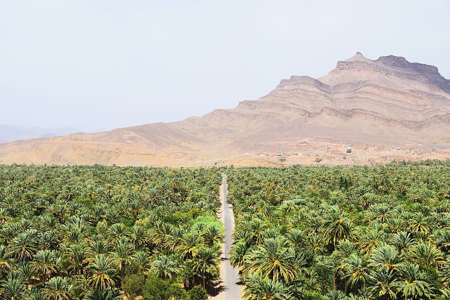 road between green coconut trees at daytime, landscape photo of palm trees with mountain HD wallpaper