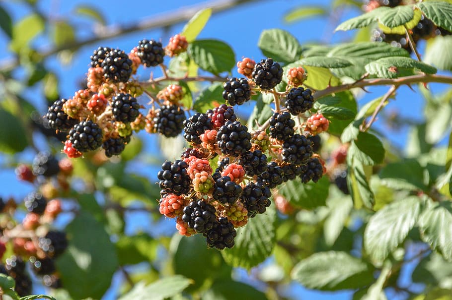 fruit, nature, tree, food, leaf, berry, grow, outdoors, agriculture HD wallpaper