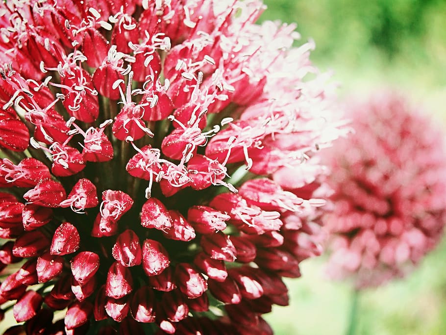pink, flowers, macro, spherical, plants, nature, growth, red HD wallpaper