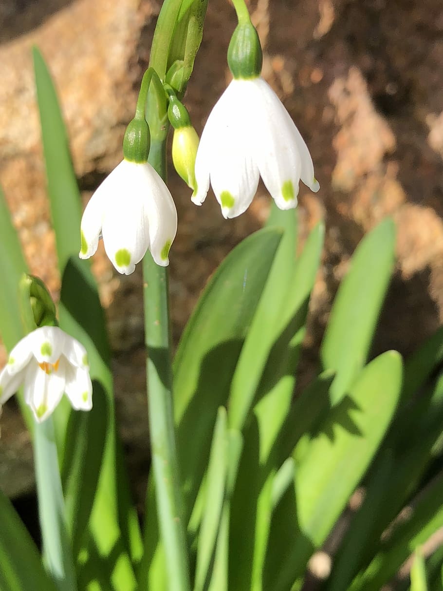 flowers, winter, bloom, flowering plant, vulnerability, fragility HD wallpaper