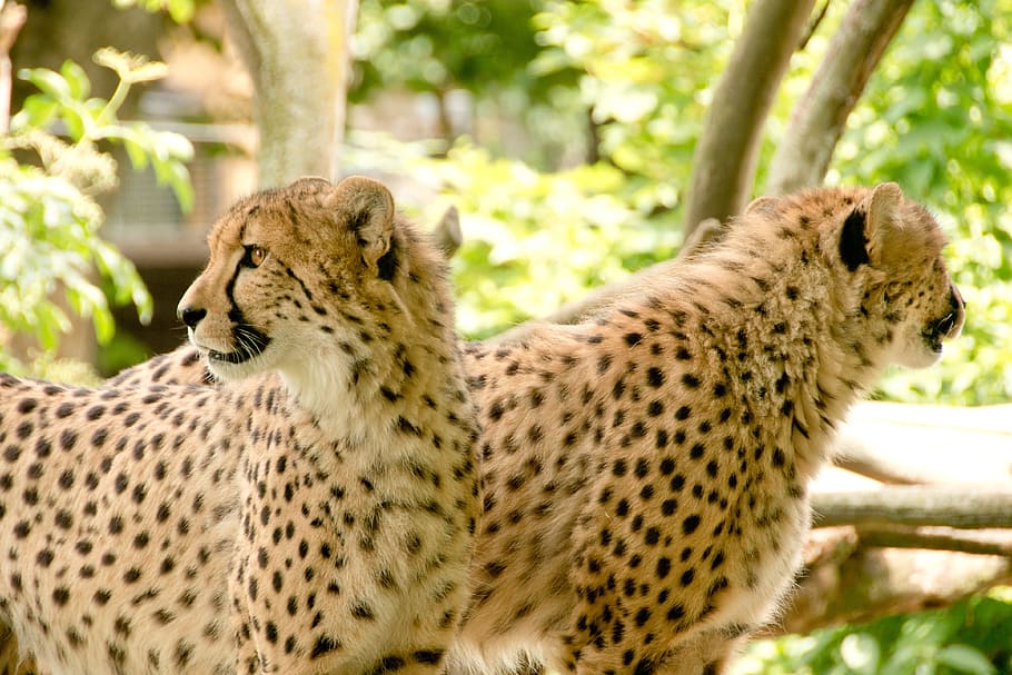 photo of two cheetahs, africa, kenya, safari, nature, holiday, HD wallpaper