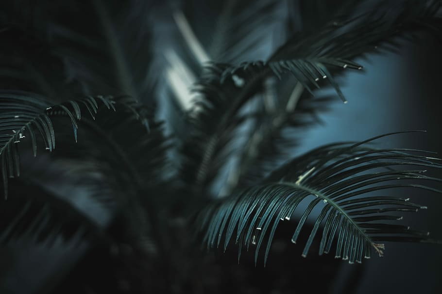 green leaf plants, shallow focus photography of sago palm, fern HD wallpaper