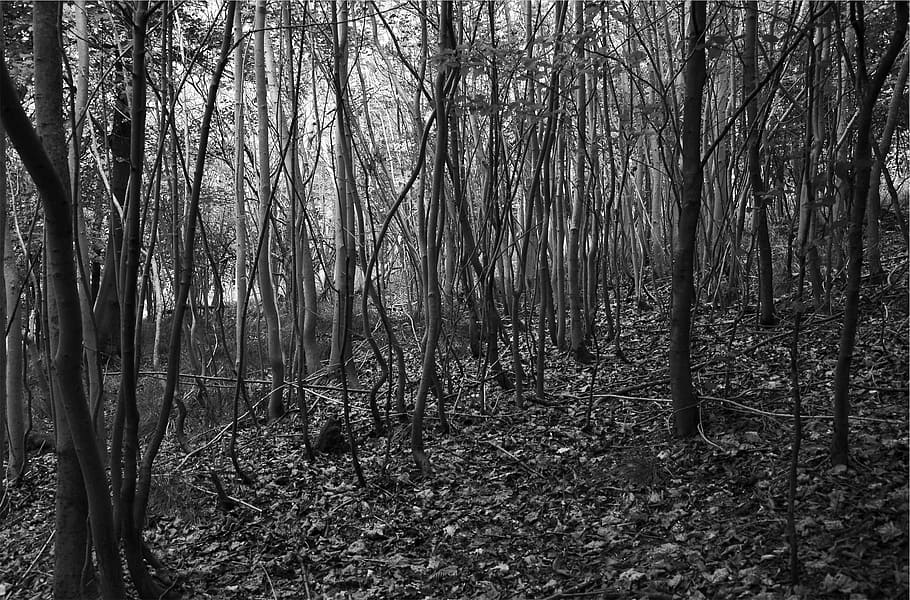 forest, woods, nature, trees, black and white, plant, land HD wallpaper