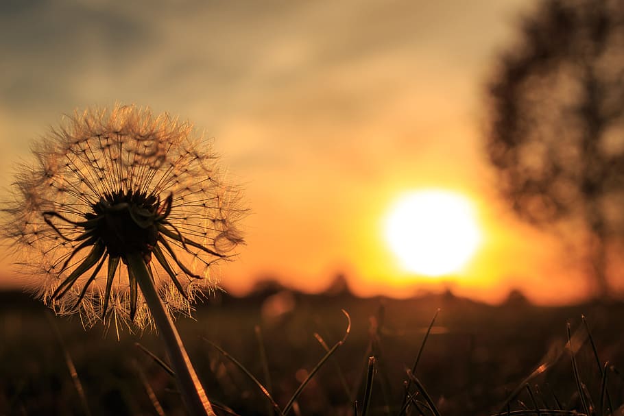 Dandelion In Sunset 1080P, 2K, 4K, 5K HD Wallpapers Free Download ...