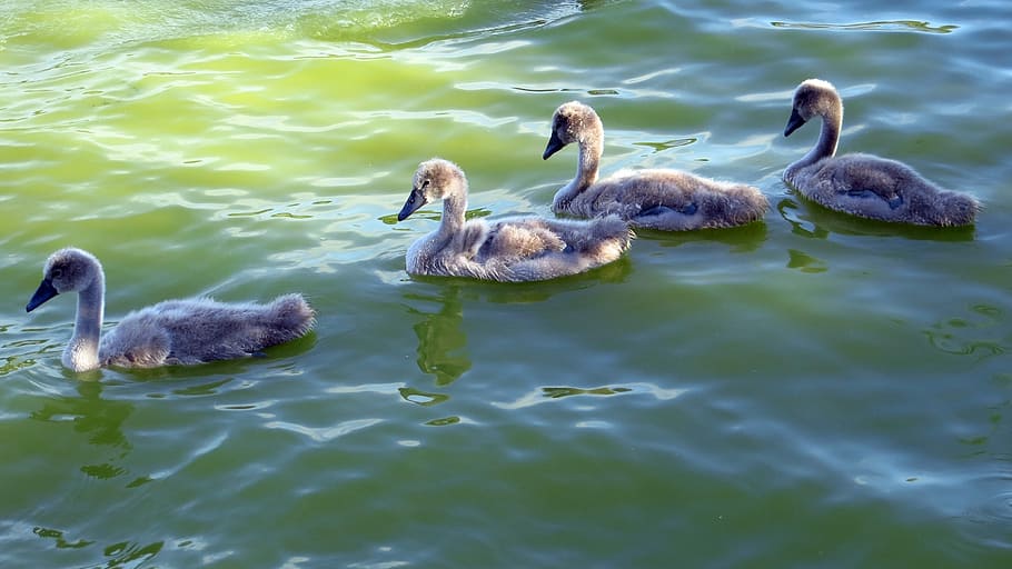 Swan, Bird, Water, Lake, Aesthetic, wildlife photography, reed