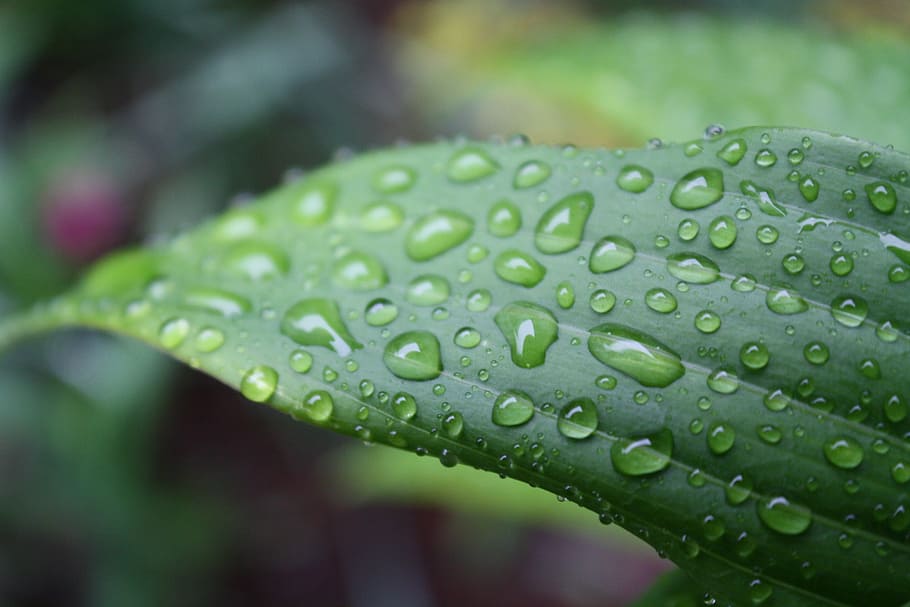 grass, leaf, nature, green, spring, plant, natural, garden HD wallpaper