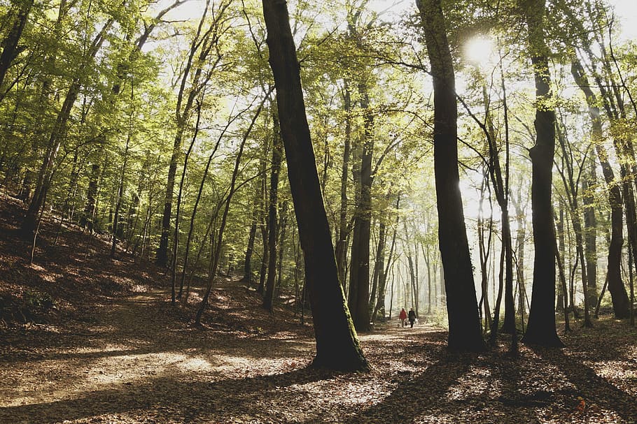 people walking in forest during daytime, two people walking on forest HD wallpaper