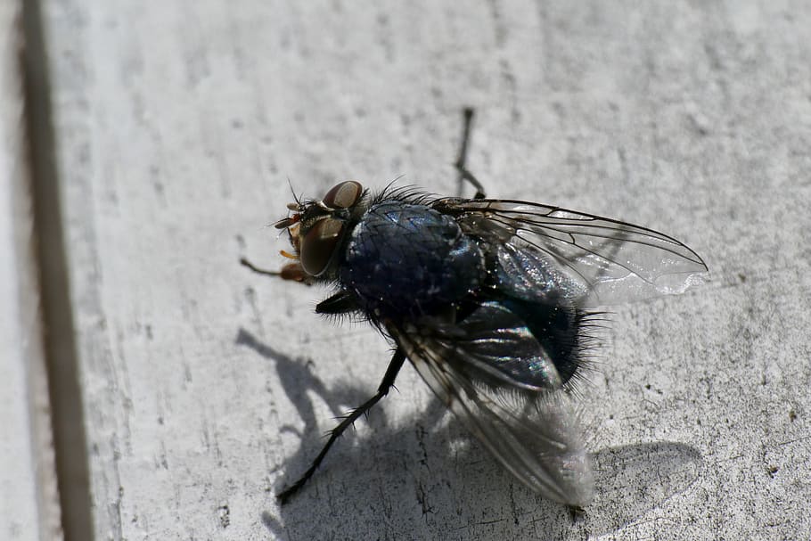 fly, macro, close up, compound eyes, invertebrate, animal themes HD wallpaper