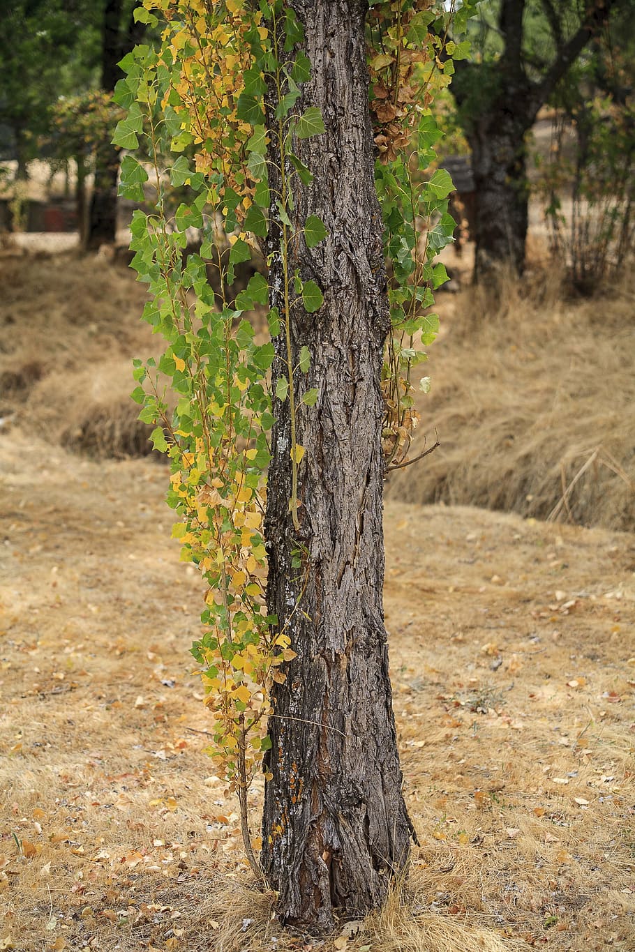 tree, el escorial, lavirian, plant, tree trunk, land, growth HD wallpaper