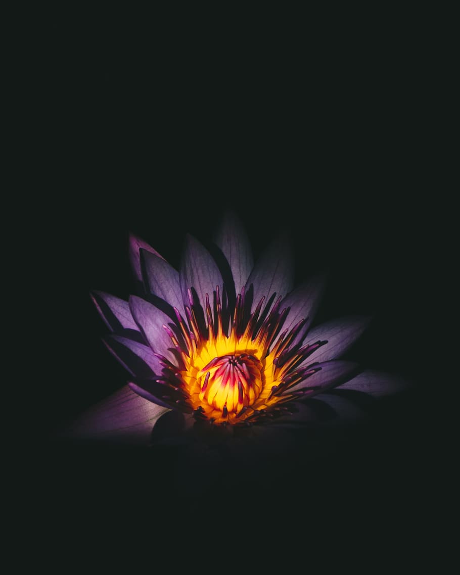 closeup photography of flower, purple and yellow flower, Waterlily HD wallpaper