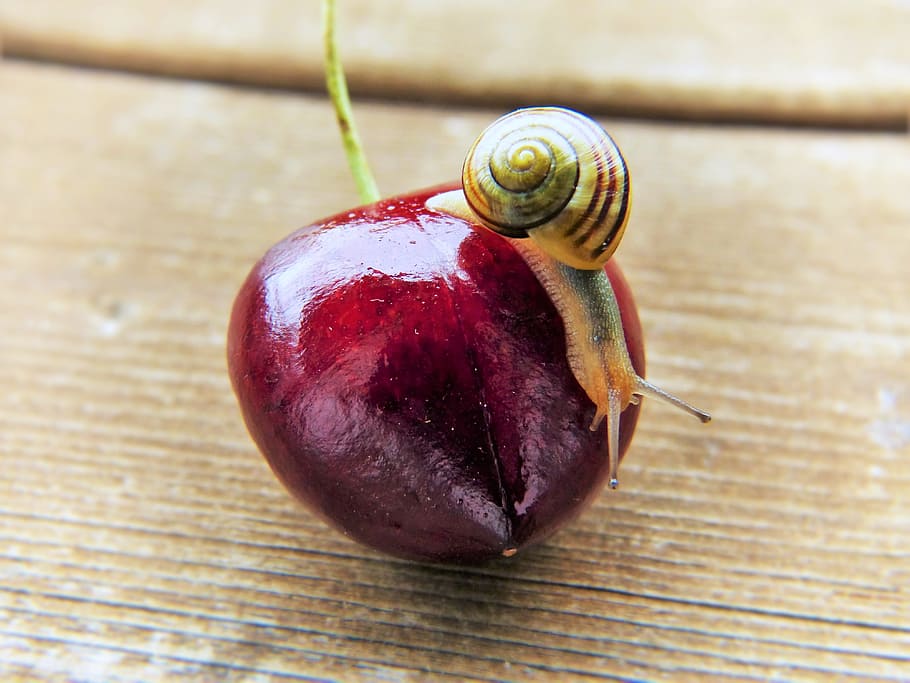snail on red fruit, Cherry, Snail, Shell, Close, heart, bing HD wallpaper