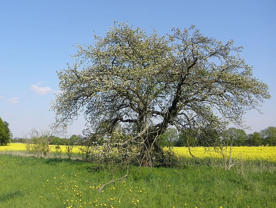 tree, old, nature, flowers, gnarled, landscape, meadow, rural Scene HD wallpaper