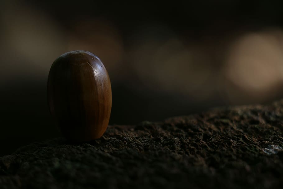 Acorn, Fruit, Dark, Forest, forest fruit, selective focus, close-up HD wallpaper