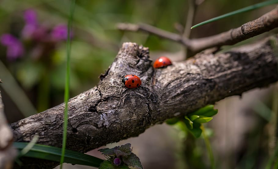 two red-and-black ladybugs on brown tree branch, ladybirds HD wallpaper