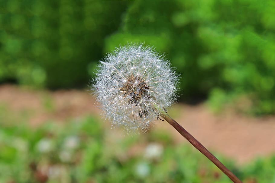 white dandelion, nature, plant, flower, seed, summer, fluffy HD wallpaper