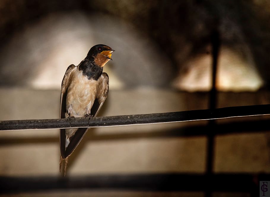 spring, swallow, nature, bird, animal themes, animal wildlife HD wallpaper