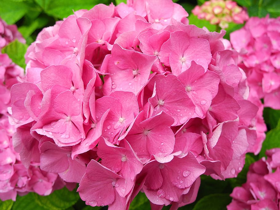 Hydrangea, Flower, Pink, pink hydrangea, pink flower, flower garden HD wallpaper