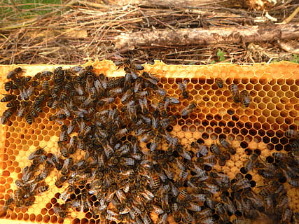 bees window, beekeeper, breeding, honeycomb, beehive, apiculture HD wallpaper