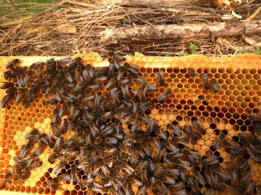 bees window, beekeeper, breeding, honeycomb, beehive, apiculture HD wallpaper