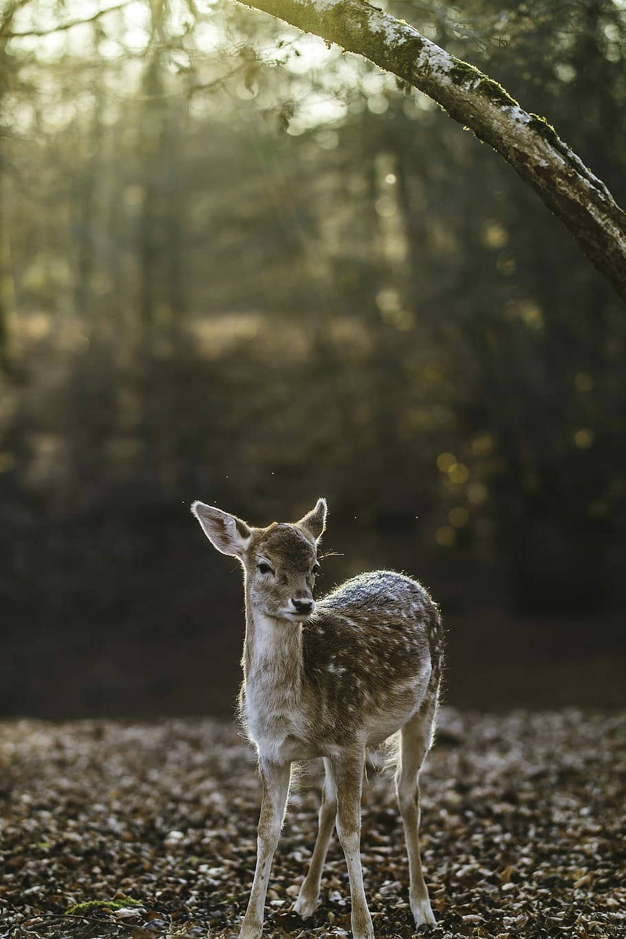 selective focus photography of deer kid, animal, nature, wildlife, HD wallpaper