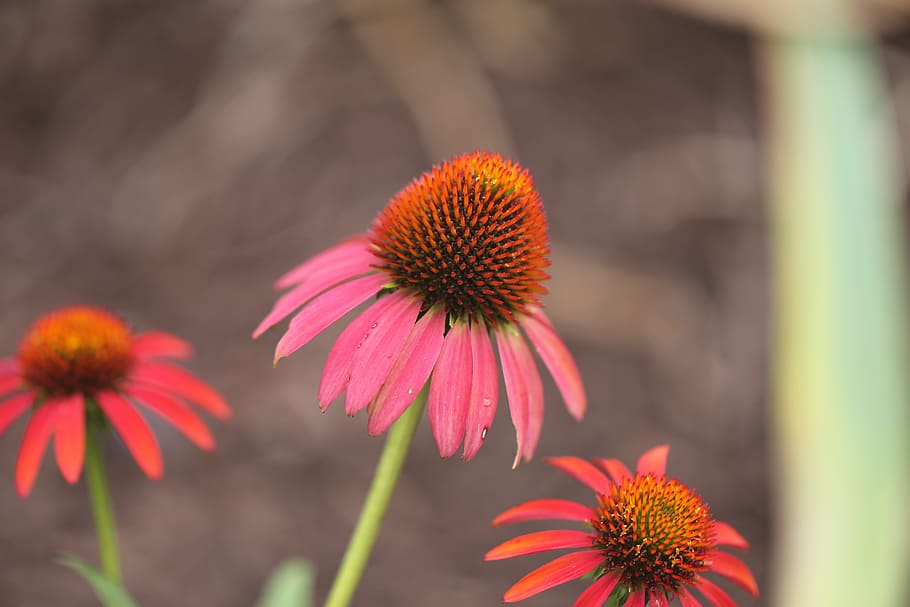 echinacea, purple coneflower, ruby star, flowering plant, freshness HD wallpaper