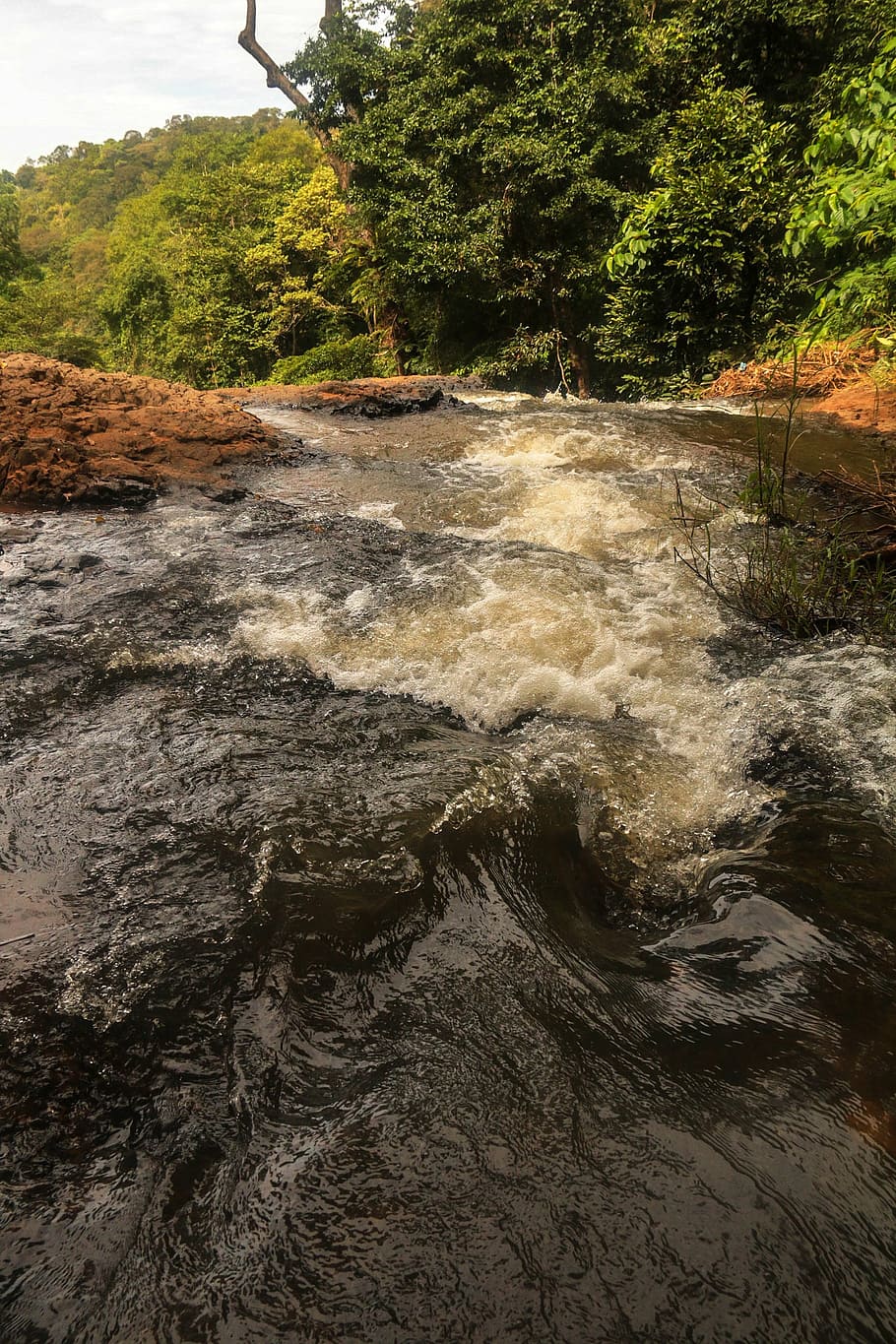 forest, nature, waterfall, tree, plant, beauty in nature, motion HD wallpaper