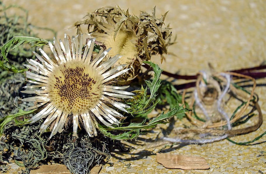 white petaled flower on brown surface, thistle, silver thistle HD wallpaper