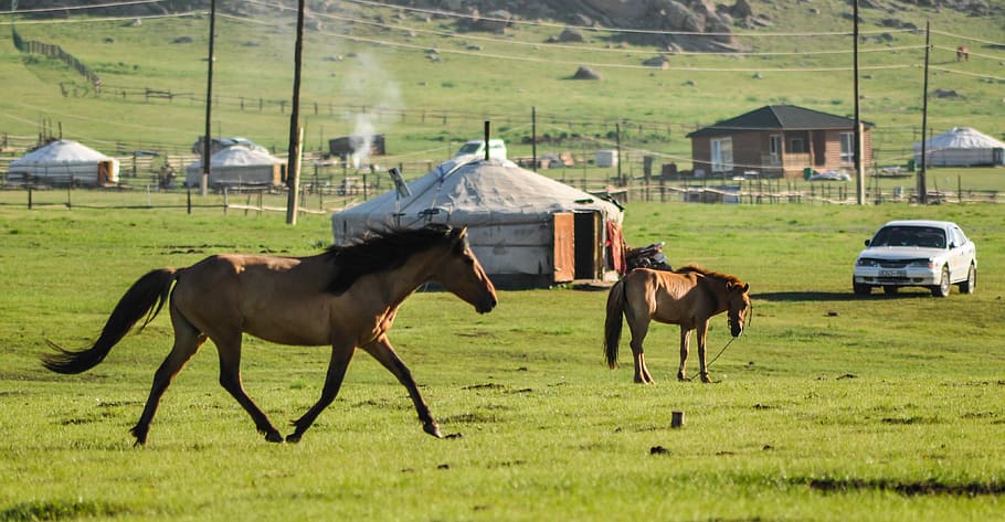 Horse, Alpha, Stallion, Animal, alpha horse, nomadic, mongolia, HD wallpaper