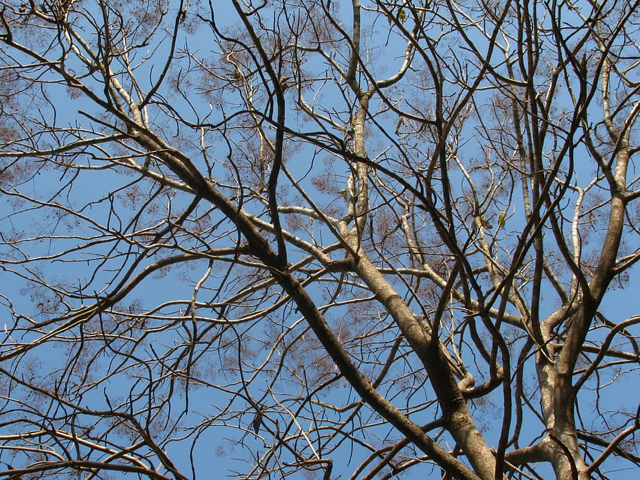 Tree, Branches, Nature, Fall, autumn, season, bare, bare tree HD wallpaper