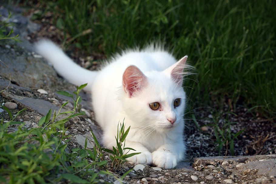 white cat sitting on green grass, pet, cute, animal, nature HD wallpaper