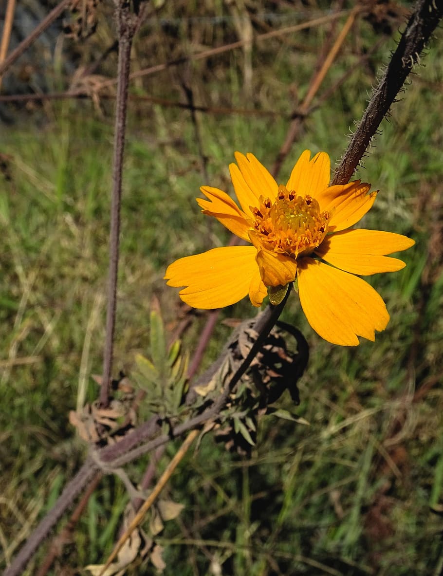 bidens aurea, orange, flower, orange flowers, nature, yellow, HD wallpaper