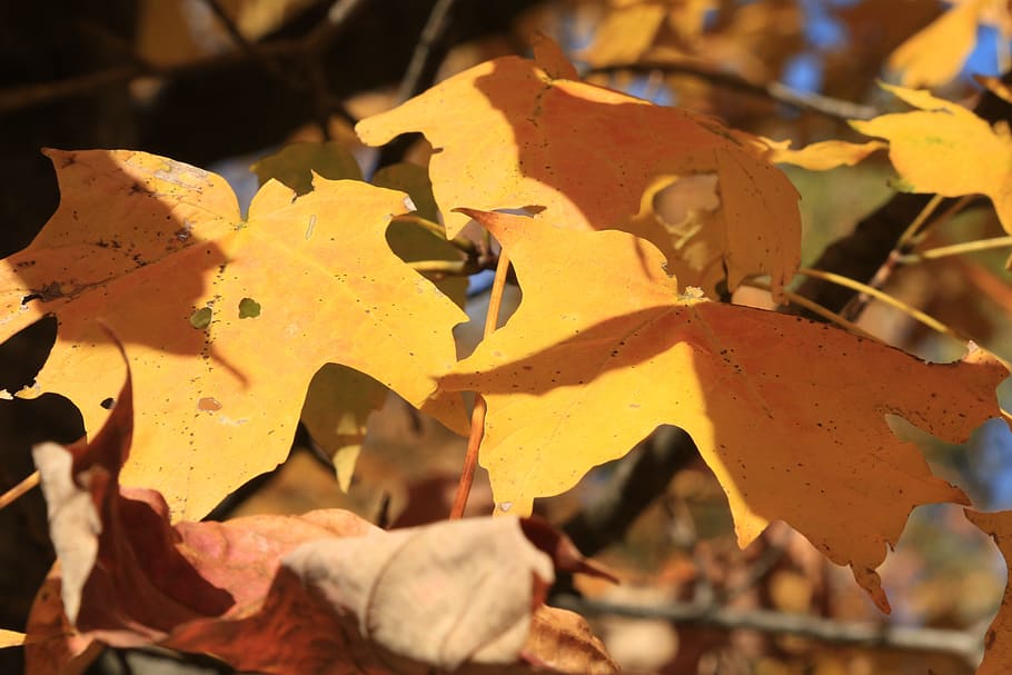 fall, leaves, autumn, leaf, plant part, change, yellow, close-up HD wallpaper