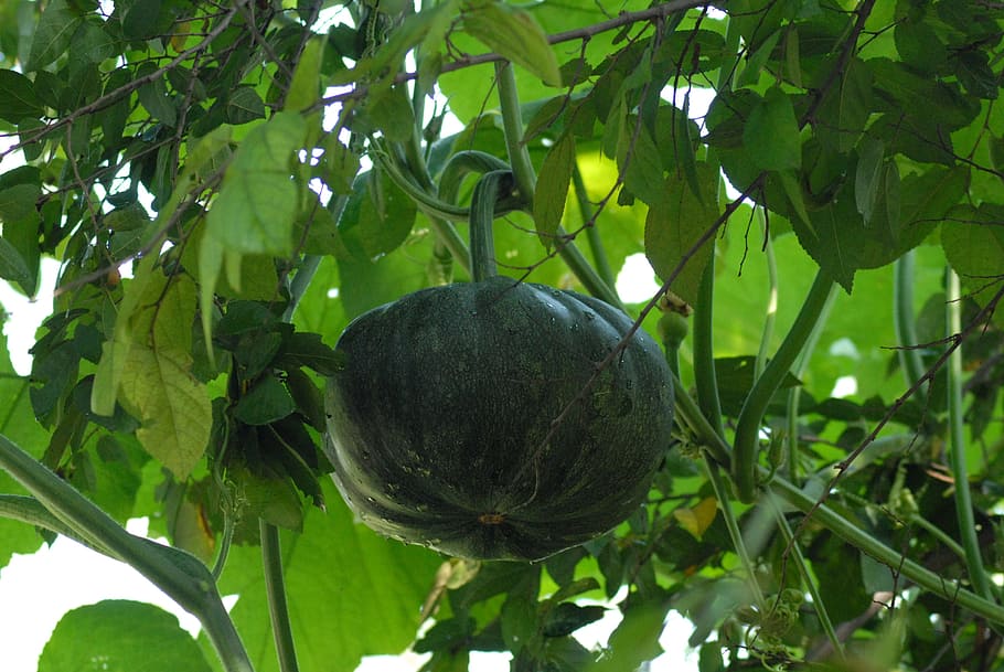 pumpkin wild, vegetables, field, fruit, plant, green color HD wallpaper