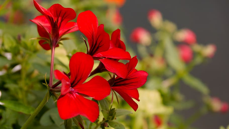 red flowers, geranium, pelargonium, plant, blossom, bloom, garden HD wallpaper