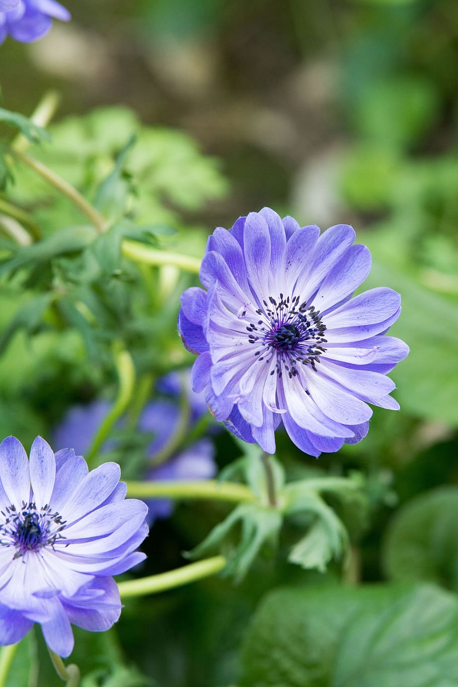 flower, blue, bloom, summer, prato, nature, spring, flowering plant HD wallpaper