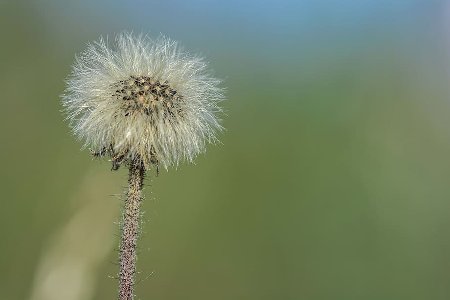 Dandelion, Spring Flowers, wild flowers, flowers of the field HD wallpaper