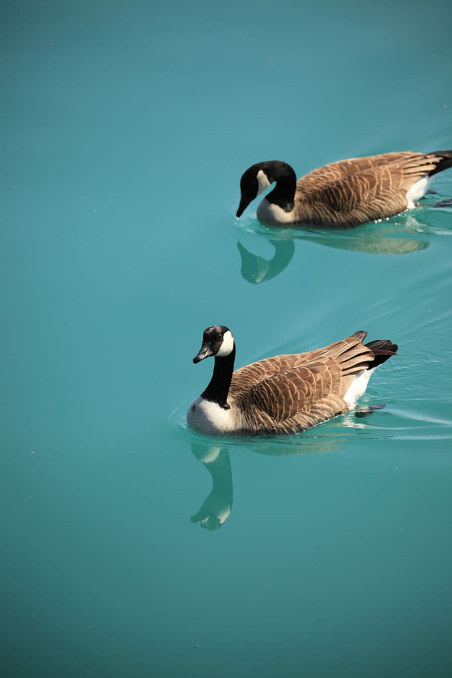 two brown ducks swimming on body of water during daytime, two ducks swimming on body of water HD wallpaper