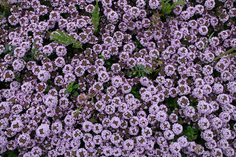 plant, green, flowering plant, freshness, backgrounds, fragility HD wallpaper