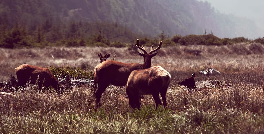 deer, antlers, animals, grass, fields, nature, rural, animal themes HD wallpaper