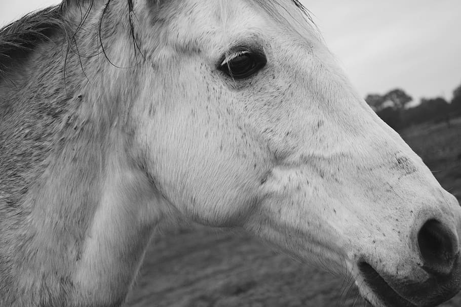 horse, profile horse, head profile, eye nostril, plays horse, HD wallpaper