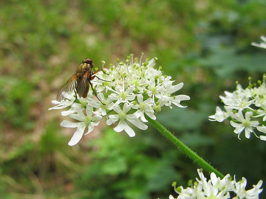bug, flower, white flower, screen flower, flowers, nature, outdoor HD wallpaper