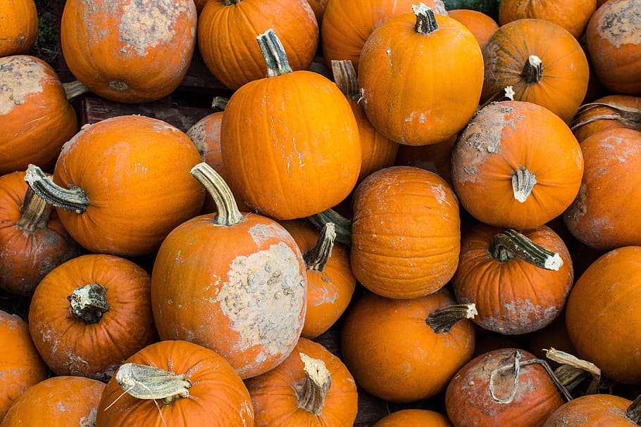 harvest, winter, squash, vegetable, pumpkin, food, food and drink HD wallpaper