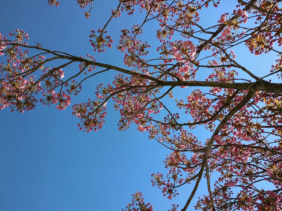 spring, flowers, sky, tree, low angle view, plant, branch, beauty in nature HD wallpaper